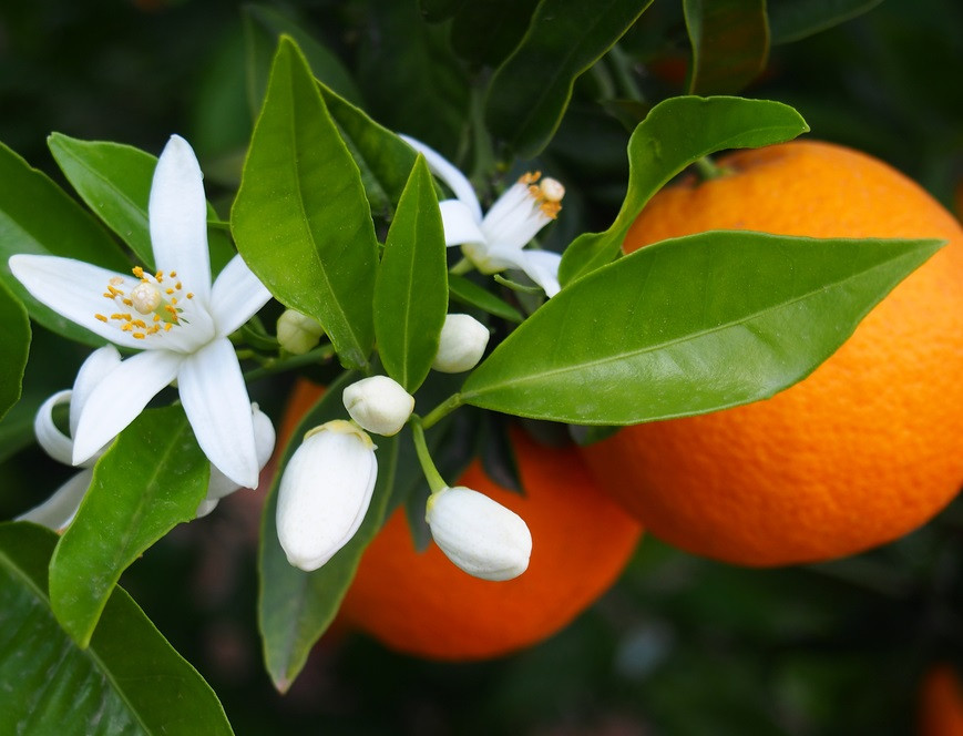 Le arance di Sicilia: storia, territorio e sapori inconfondibili